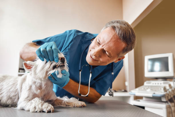 Best Emergency Dental Care for Broken or Chipped Teeth in Mount Ivy, NY